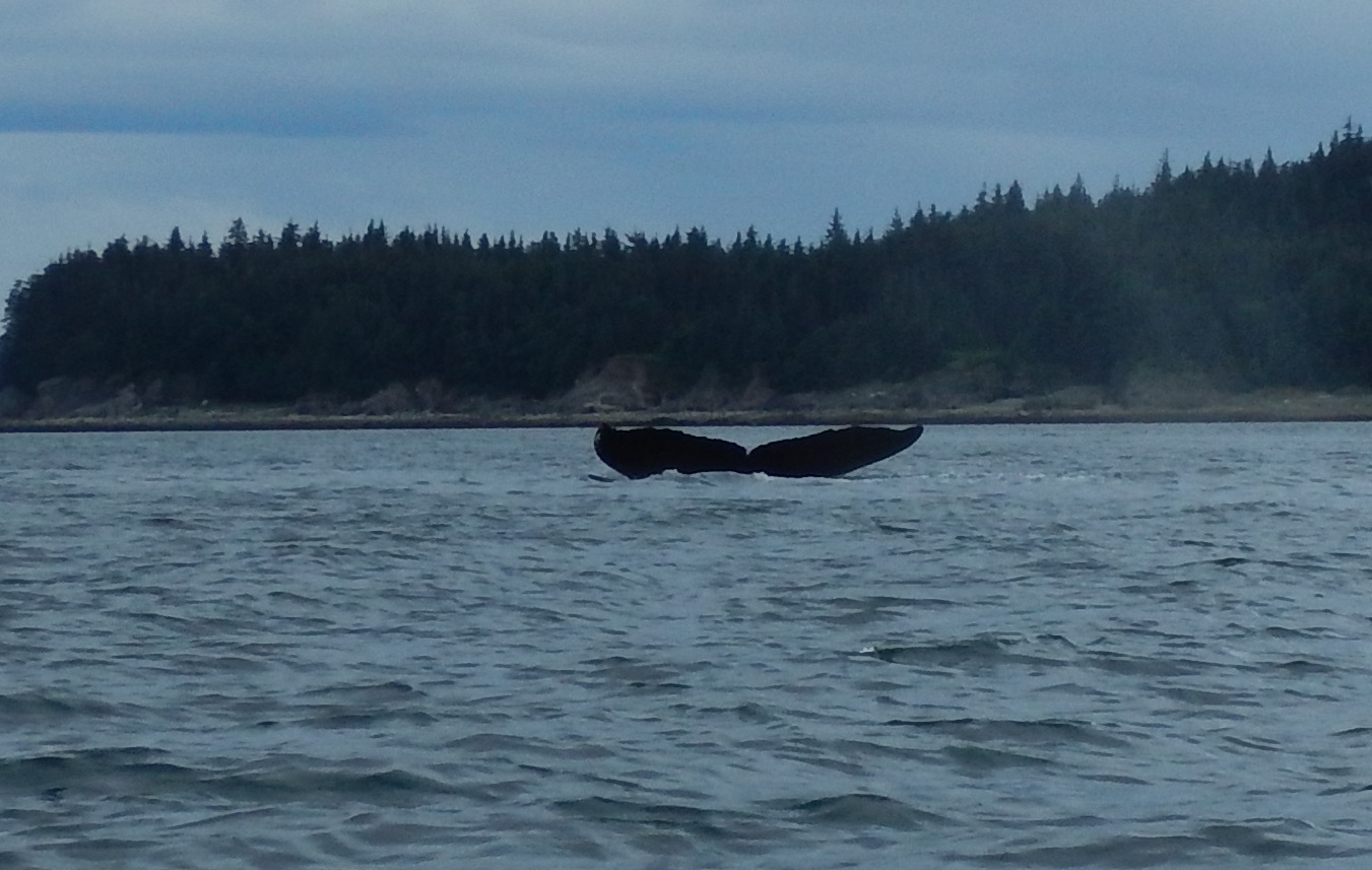 Whale ahead fluke